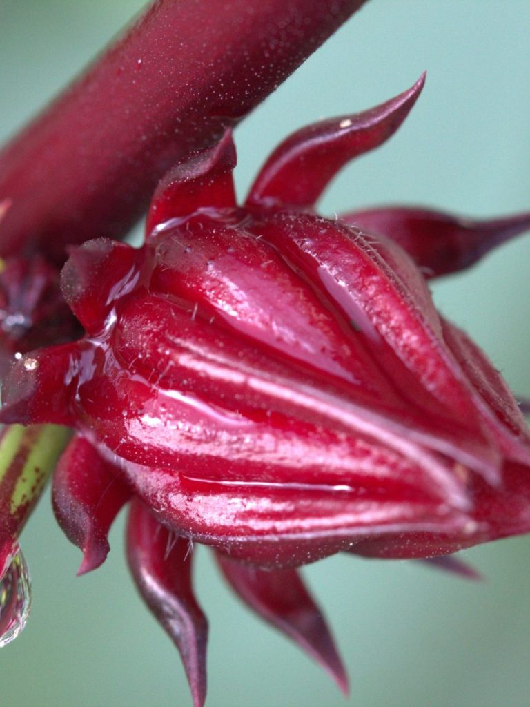 flowering anise myrtle 